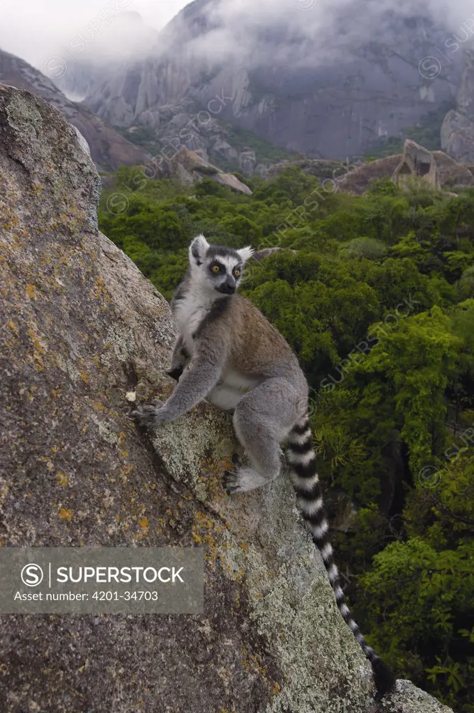 Ring-tailed Lemur (Lemur catta) climbing on rocks in the Andringitra Mountains, vulnerable, south central Madagascar