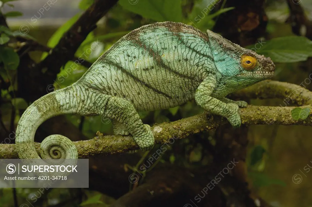 Parson's Chameleon (Chamaeleo parsonii) ranges from eastern rainforests from Ranomafana National Park south to Andohahela, Madagascar