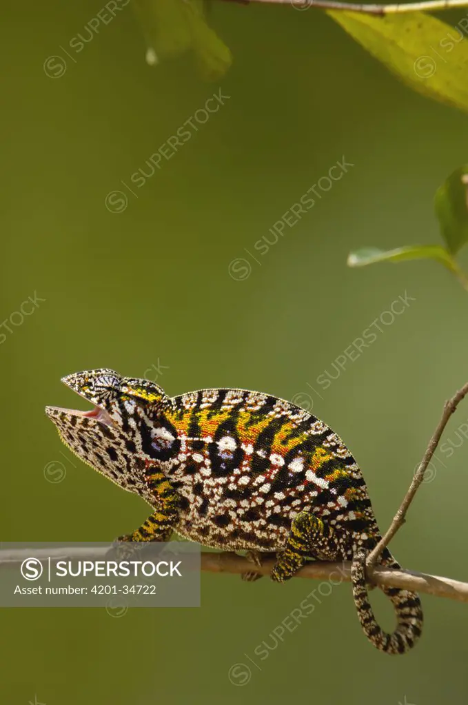 Jeweled Chameleon (Furcifer lateralis) commonly encountered across the island of Madagascar except in the northwest
