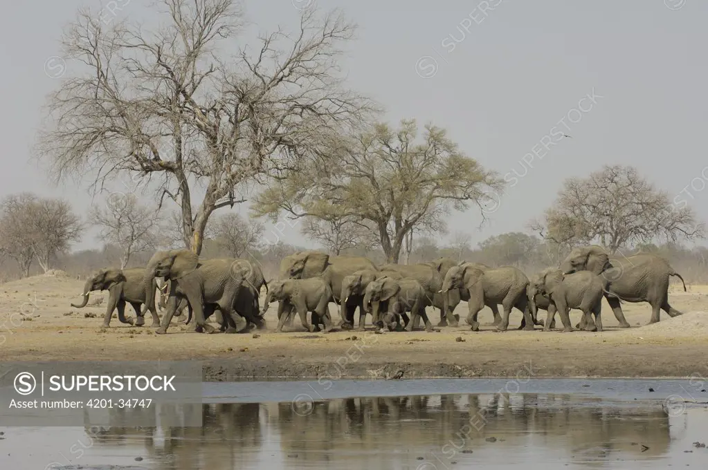 African Elephant (Loxodonta africana) herd at waterhole, vulnerable, Africa