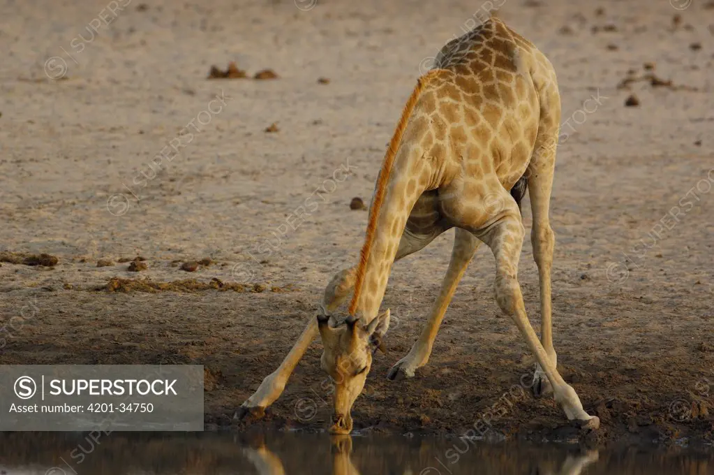 Giraffe (Giraffa camelopardalis) bending over to drink from waterhole, Africa