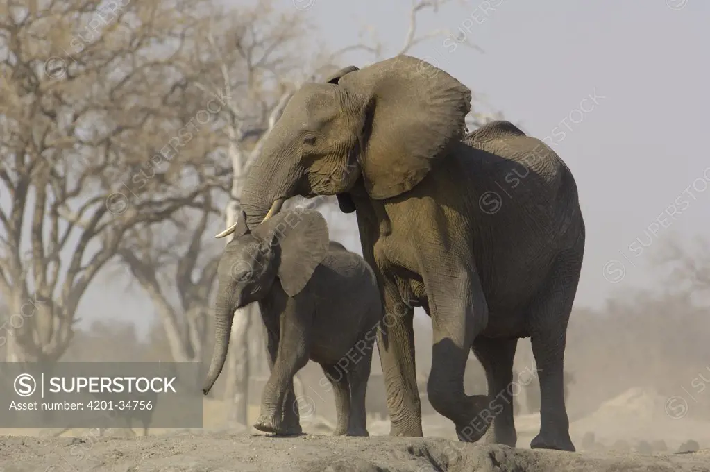 African Elephant (Loxodonta africana) mother with calf, vulnerable, Africa