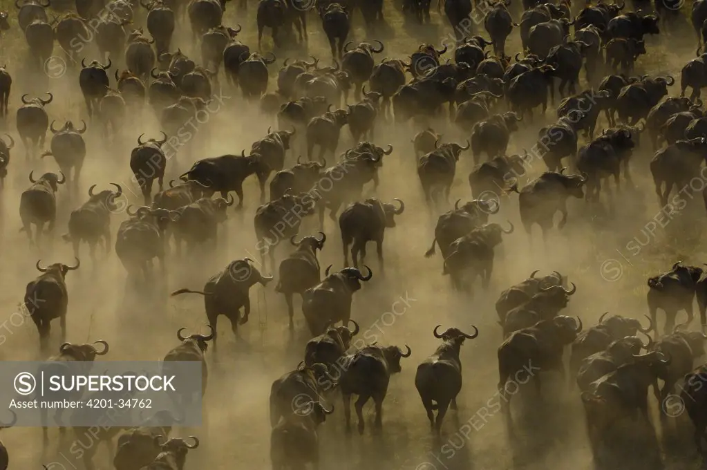 Cape Buffalo (Syncerus caffer) herd stampeding, Africa