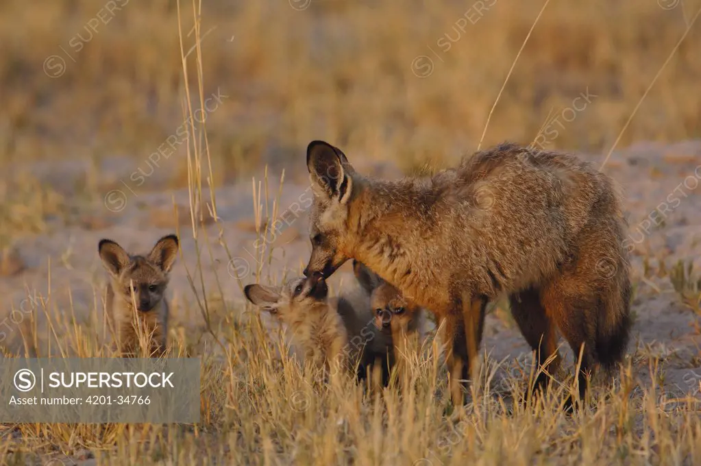 Bat-eared Fox (Otocyon megalotis) mother with pups, Africa