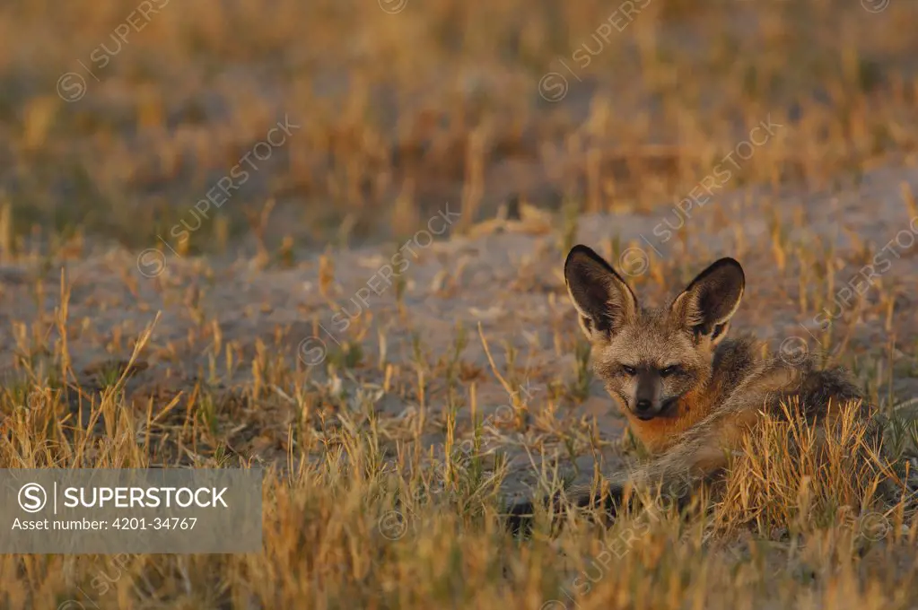 Bat-eared Fox (Otocyon megalotis) reclining in the grass, Africa