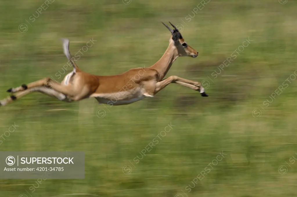Impala (Aepyceros melampus) running and leaping, Africa