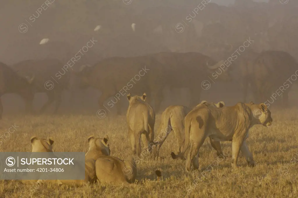 African Lion (Panthera leo) group watching Cape Buffalo (Syncerus caffer) herd, Africa