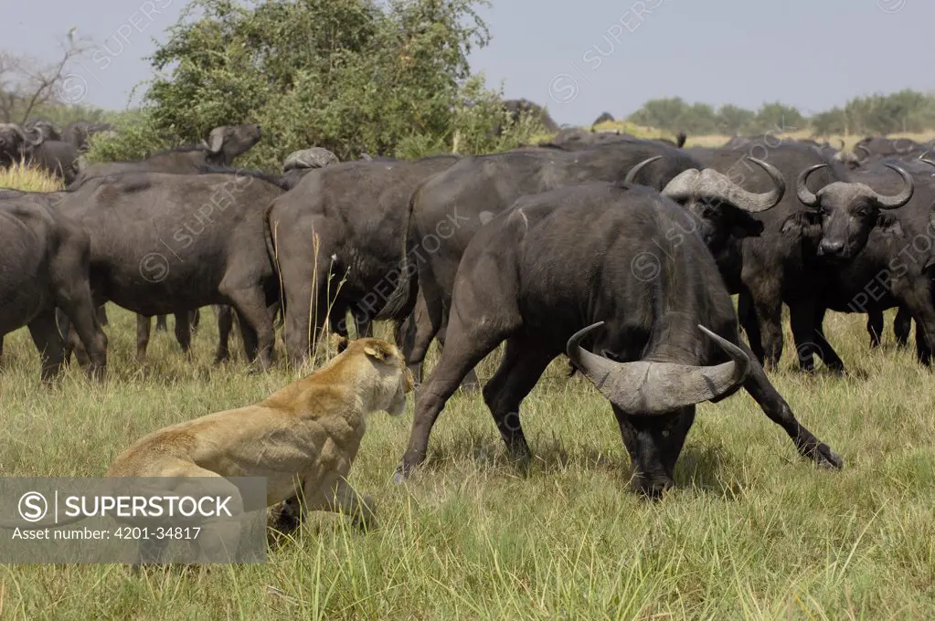 African Lion (Panthera leo) fending off Cape Buffalo (Syncerus caffer), Africa