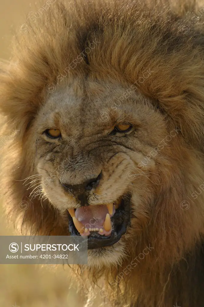 African Lion (Panthera leo) male, growling, vulnerable, Africa