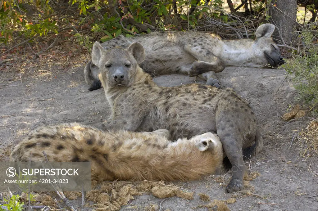 Spotted Hyena (Crocuta crocuta) trio resting in the shade, Africa