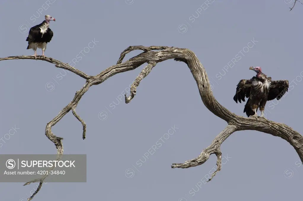 Ruppell's Griffon (Gyps rueppellii) pair, Africa
