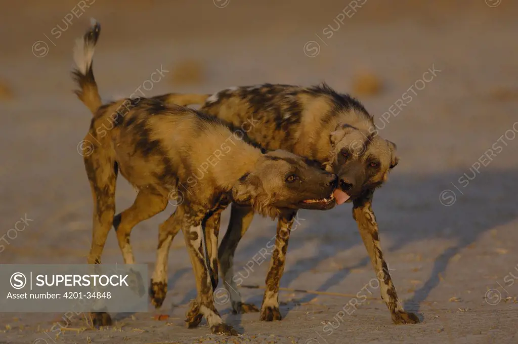 African Wild Dog (Lycaon pictus) pair playing, endangered, Africa