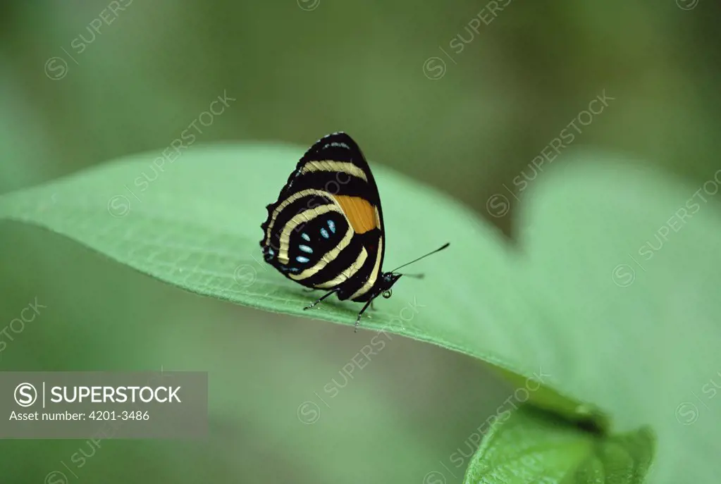 Nymphalid Butterfly (Callicore aegina), Central America