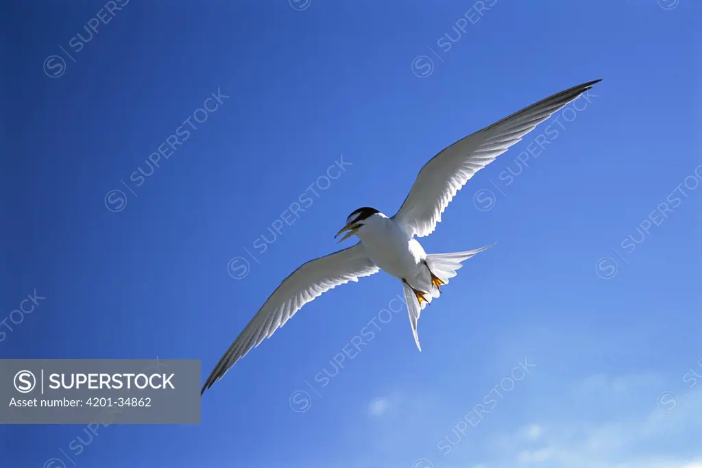 Least Tern (Sterna antillarum) flying against blue sky, Long Island, New York