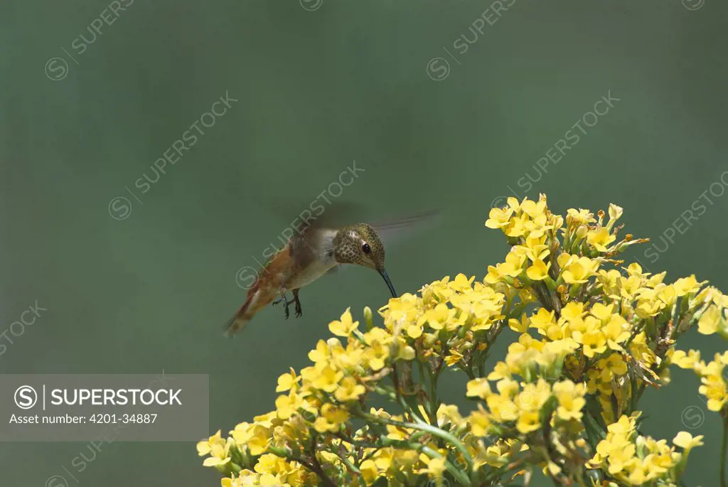 Rufous Hummingbird (Selasphorus rufus) feeding on yellow flowers, Green Valley, Arizona