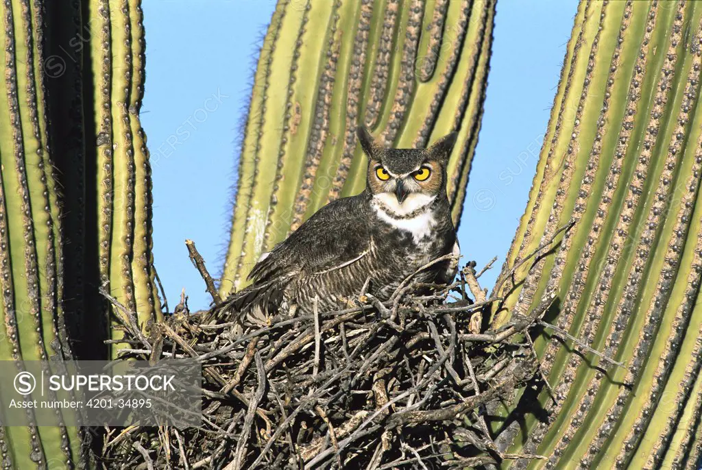 Great Horned Owl (Bubo virginianus) nesting in Saguaro (Carnegiea gigantea) cactus, Tucson, Arizona