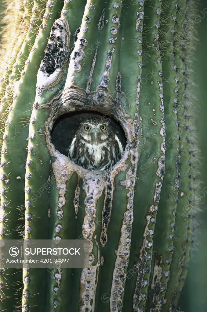 Ferruginous Pygmy Owl (Glaucidium brasilianum) adult peering out from nest hole in Saguaro (Cereus gigantea) cactus, Altar Valley, Arizona