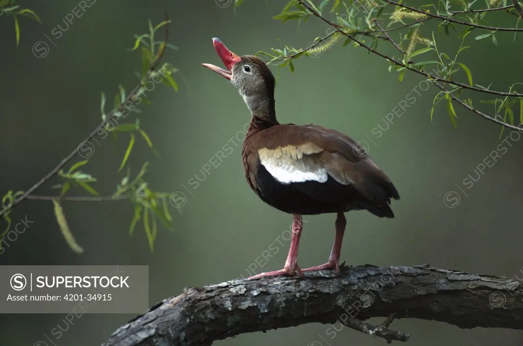 Black-bellied Whistling Duck (Dendrocygna autumnalis) calling from perch, Brazos Bend, Texas