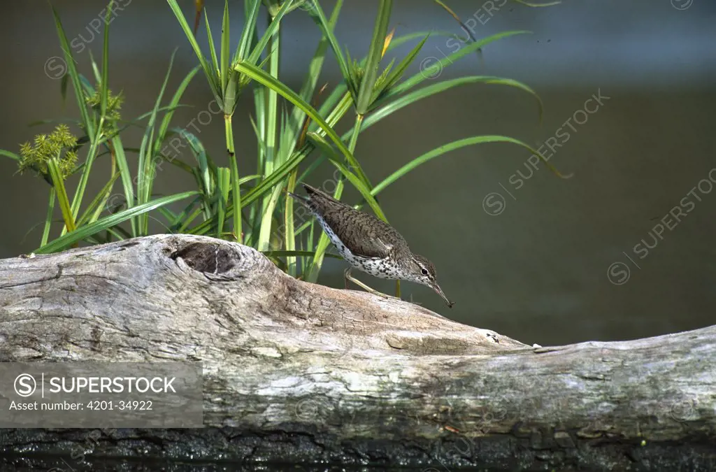 Spotted Sandpiper (Tringa macularia) on log with insect in beak, Long Island, New York