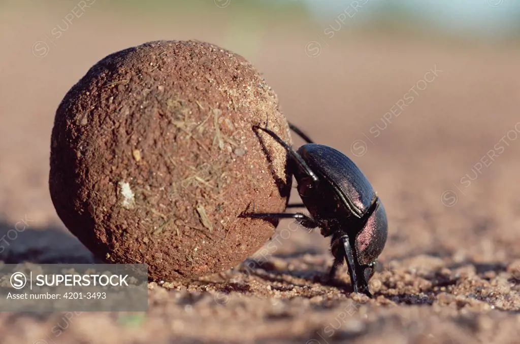 Dung Beetle (Scarabaeidae) rolling dung ball, Kenya