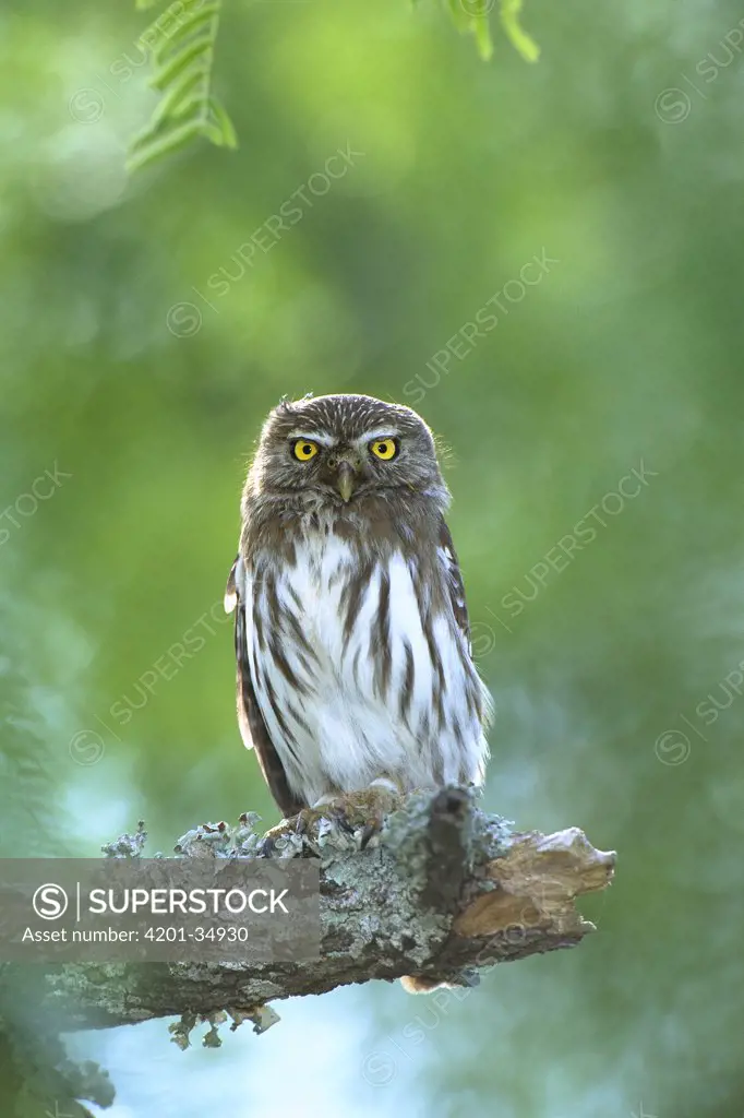 Ferruginous Pygmy Owl (Glaucidium brasilianum) perched on branch, Texas
