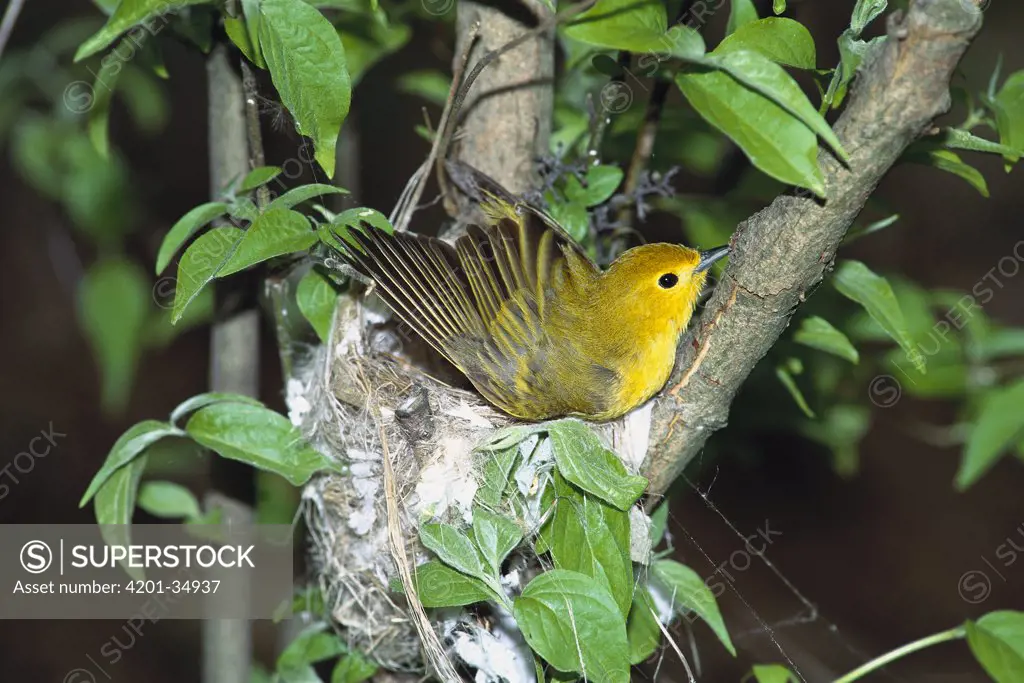 Yellow Warbler (Dendroica petechia) on nest, Point Pelee, Ontario, Canada