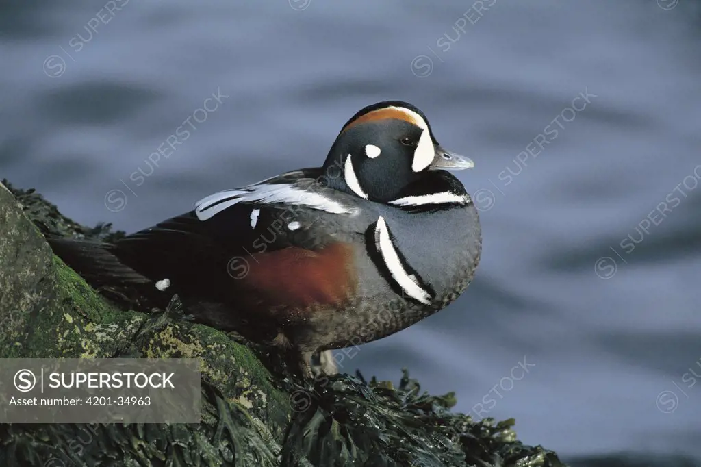 Harlequin Duck (Histrionicus histrionicus) male, New Jersey