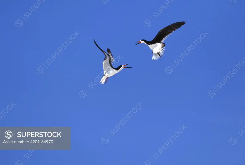 Black Skimmer (Rynchops niger) pair in air in courtship display, Long Island, New York