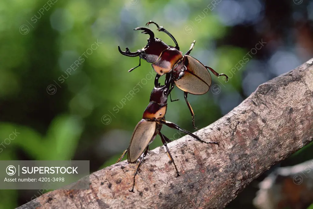 Stag Beetle (Lucanidae) pair fighting, Asia