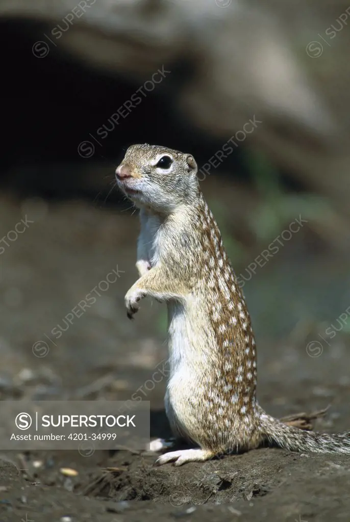 Thirteen-lined Ground Squirrel (Spermophilus tridecemlineatus) standing upright looking at camera, Rio Grande Valley, Texas