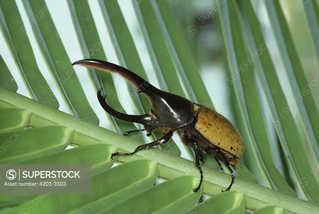 Hercules Scarab Beetle (Dynastes hercules) on palm, side view, South America