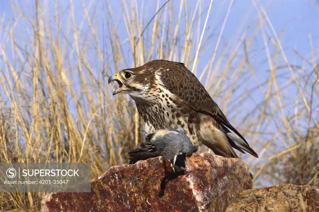 Prairie Falcon (Falco mexicanus) with Gambel's Quail (Callipepla gambelii), San Rafael grasslands, Arizona