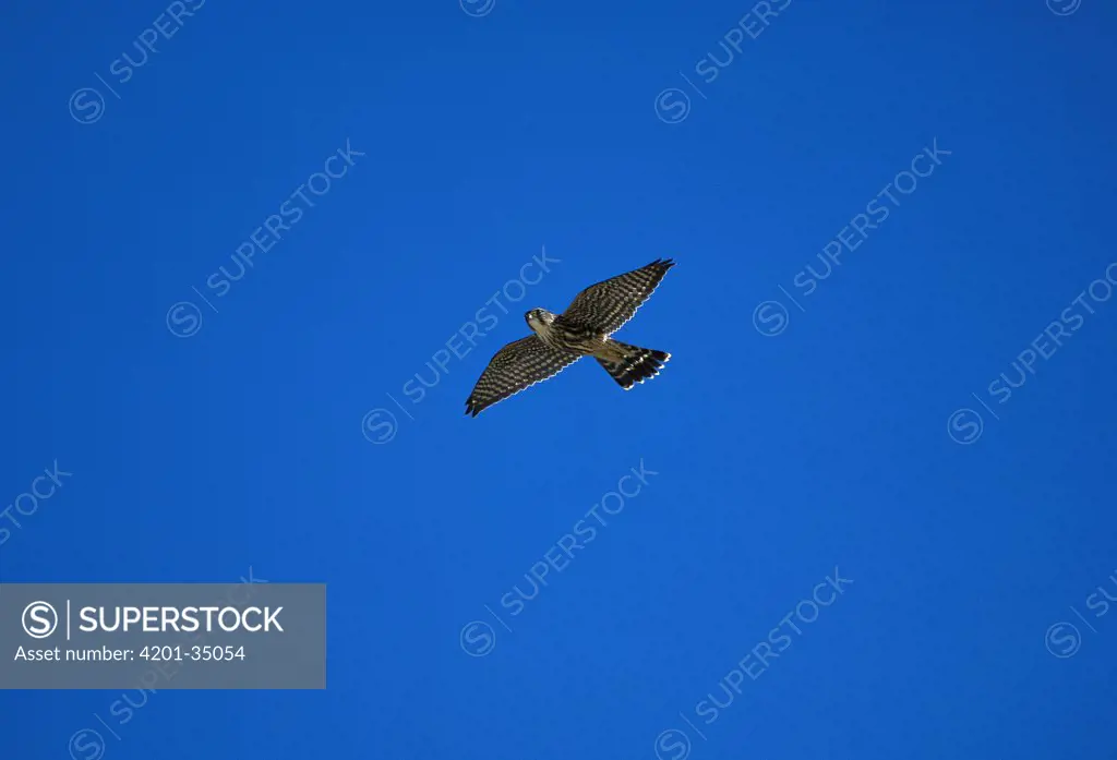 Merlin (Falco columbarius) flying, Cape May, New Jersey