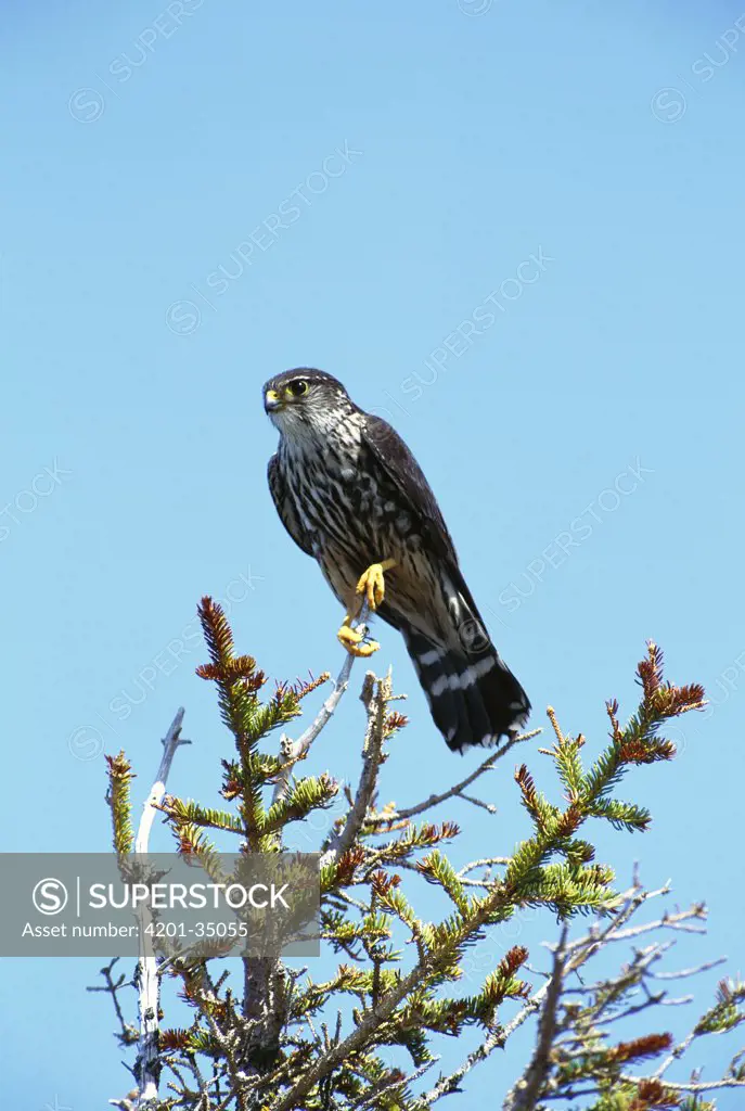 Merlin (Falco columbarius) perching in tree, Churchill, Manitoba, Canada