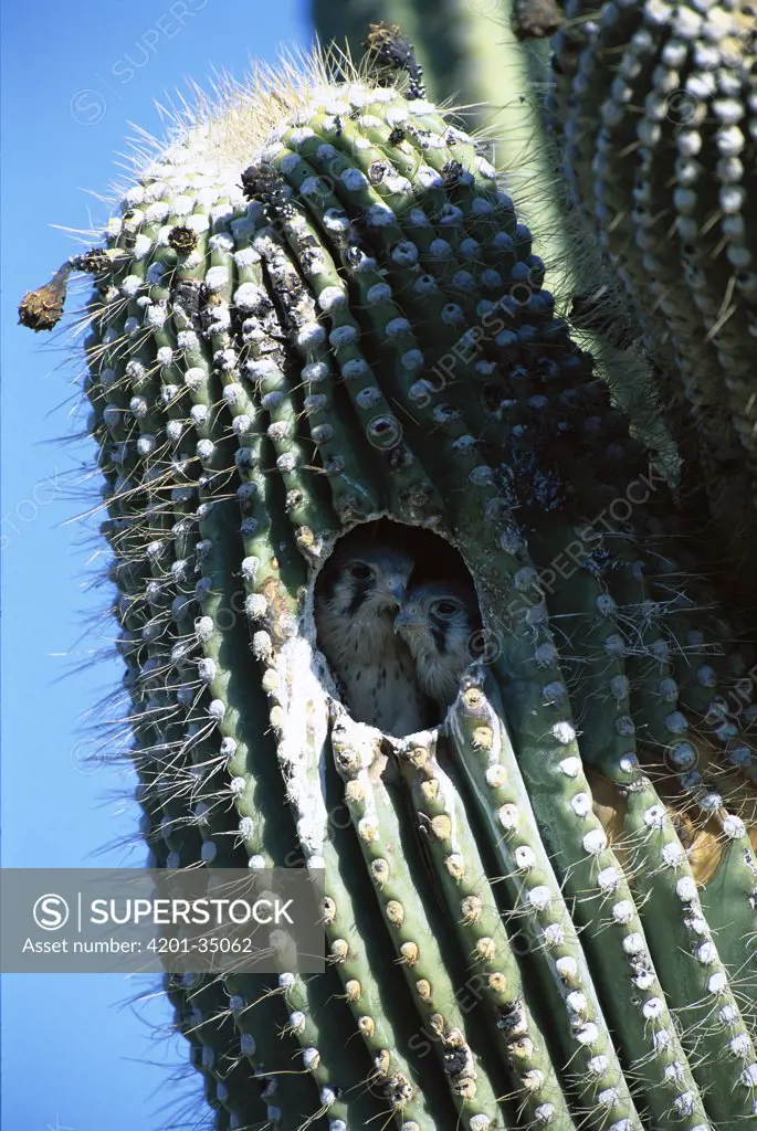 American Kestrel (Falco sparverius) chicks in nest in Saguaro (Carnegiea gigantea), Tucson, Arizona