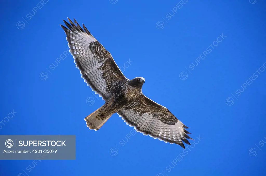 Red-tailed Hawk (Buteo jamaicensis) adult rufous morph flying, Sulphur Springs Valley, Arizona