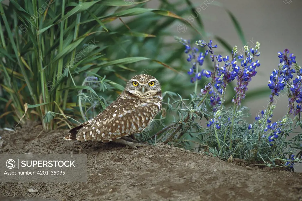 Burrowing Owl (Athene cunicularia) on ground with lupine, North America