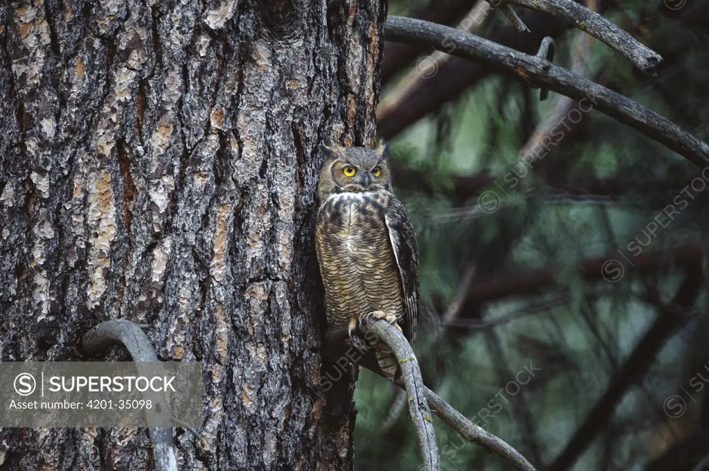 Great Horned Owl (Bubo virginianus) perching in tree, North America