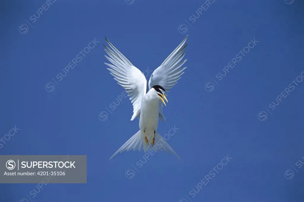 Least Tern (Sterna antillarum) flying, Long Island, New York