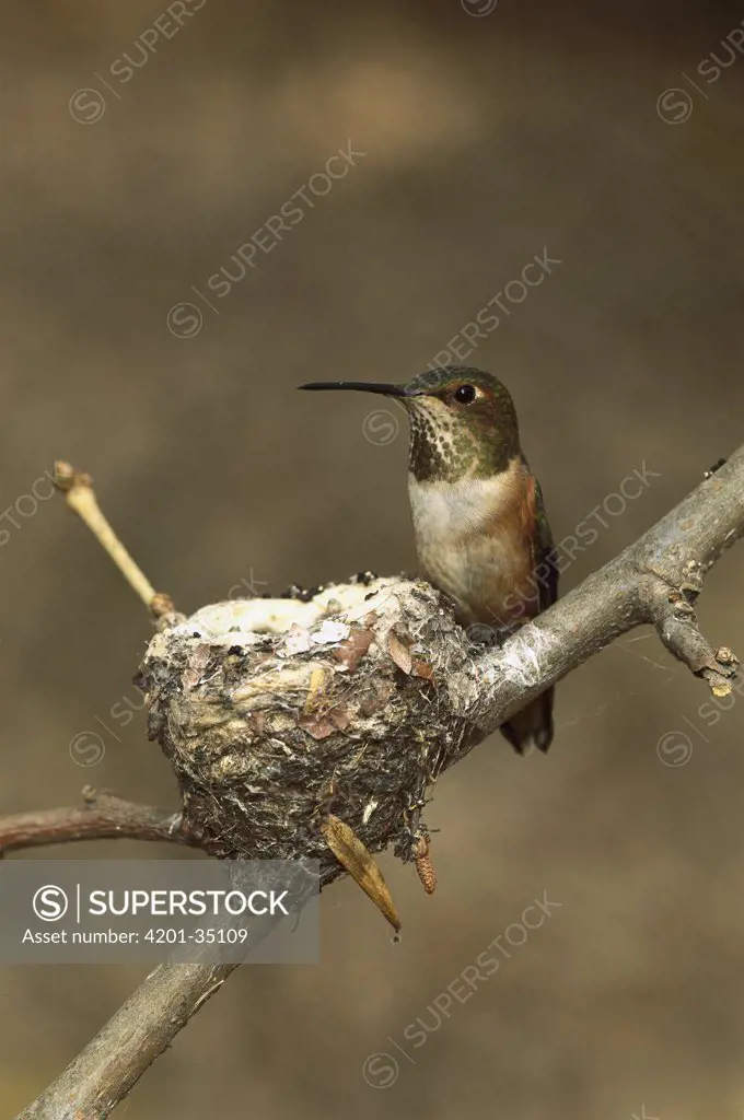 Allen's Hummingbird (Selasphorus sasin) female at nest, California