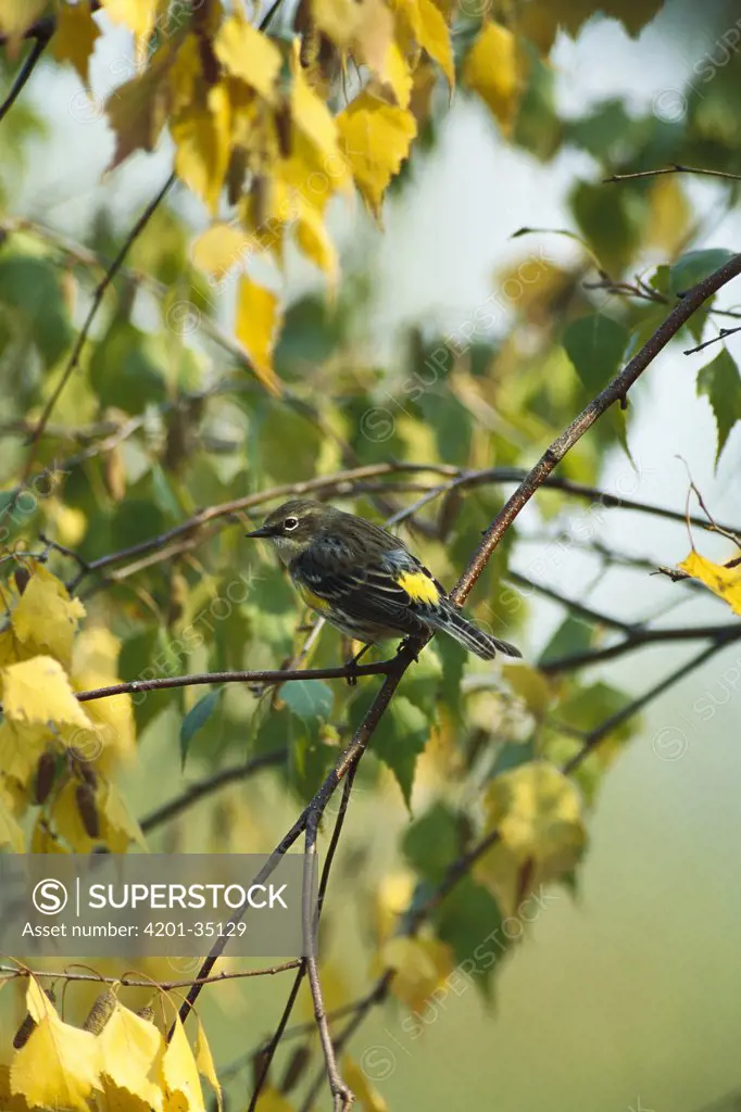 Yellow-rumped Warbler (Dendroica coronata) perched in tree, Long Island, New York