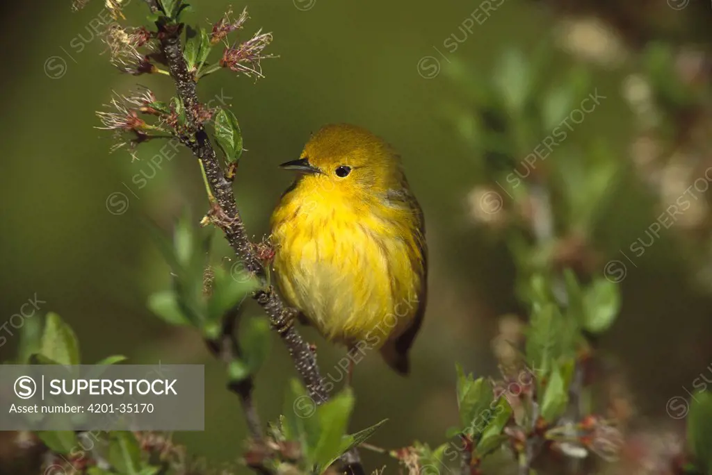 Yellow Warbler (Dendroica petechia) perching in tree, Long Island, New York