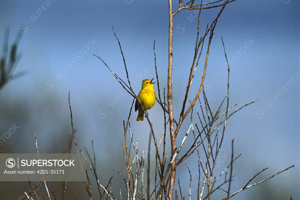 Yellow Warbler (Dendroica petechia) singing from perch, Churchill, Manitoba, Canada