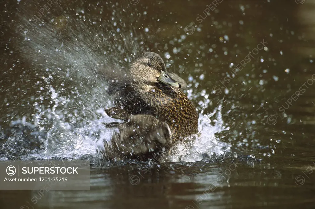 American Black Duck (Anas rubripes) bathing, Long Island, New York