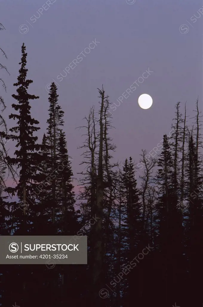 Full moon over trees at dusk, Cedar Breaks National Monument, Cedar City, Utah