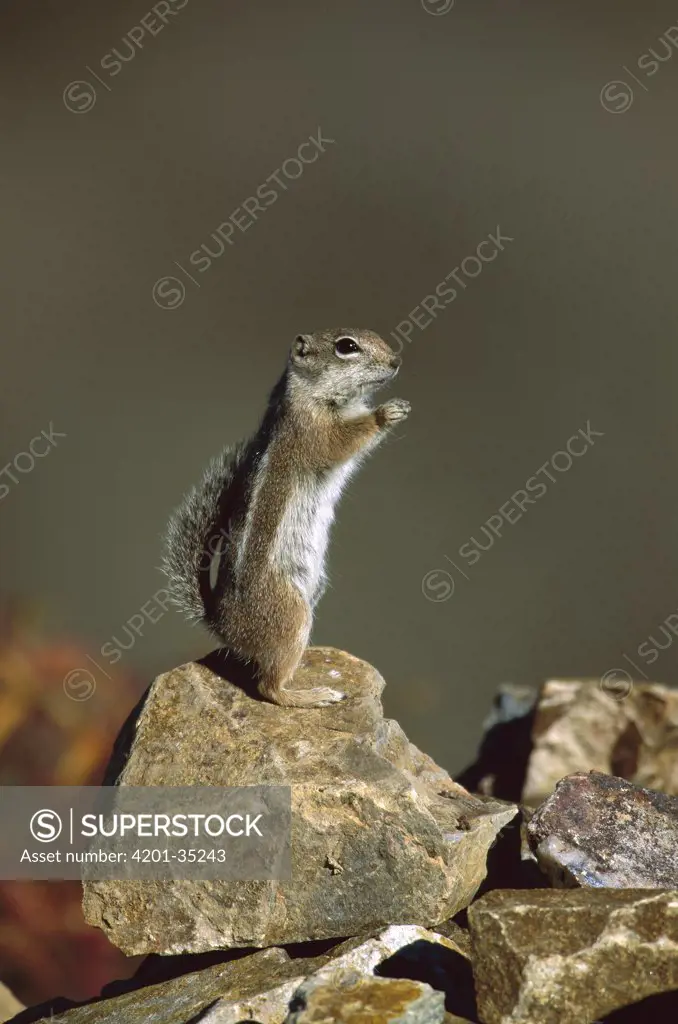 Harris' Antelope Squirrel (Ammospermophilus harrisii) standing alert on rock, Green Valley, Arizona