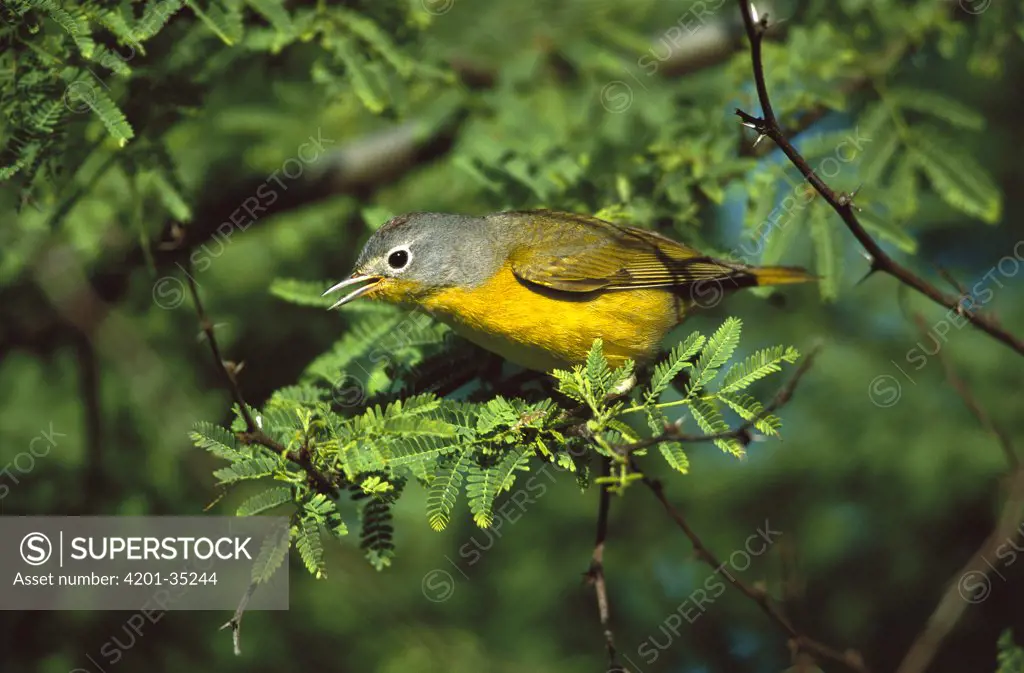 Nashville Warbler (Vermivora ruficapilla) singing from perch in tree, Rio Grande Valley, Texas