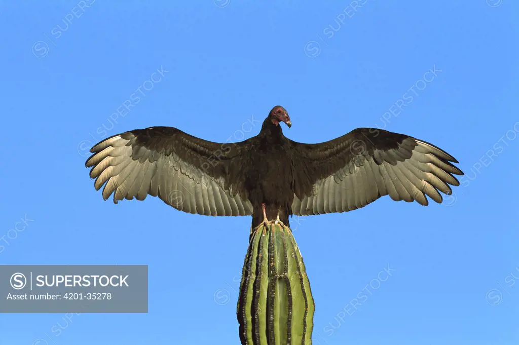 Turkey Vulture (Cathartes aura) perching on Cardon (Pachycereus pringlei) cactus, sunning itself with wings spread, Sonora, Mexico