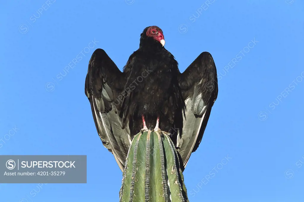 Turkey Vulture (Cathartes aura) perching on Cardon (Pachycereus pringlei) cactus, Sonora, Mexico