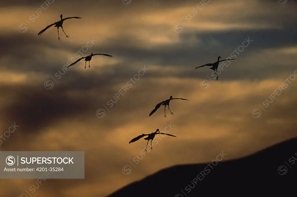 Sandhill Crane (Grus canadensis) silhouetted flock of five coming in for a landing, Bosque del Apache National Wildlife Refuge, New Mexico